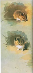 Woodmouse